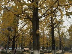 -百林公园-两江幸福广场