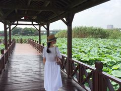 -荷塘月色湿地公园·向阳花洲