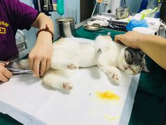 -美联众合宠物医院·爱萌分院·内外科·猫科中心
