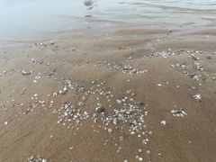 -刘家湾赶海园