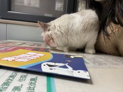 -伟伟宠物医院·CT影像中心·瑞派犬猫综合性门诊(汉口总院)