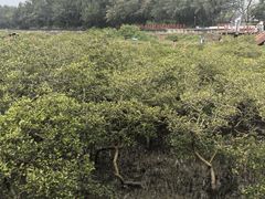 -北海金海湾红树林生态旅游区