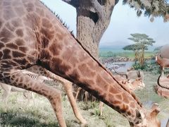 -国家自然博物馆