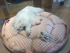 -Pets First伊珊娜洗护·精致美容·家庭式寄养(新会路店)