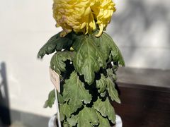 -杭州植物园