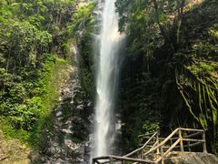 -莫里热带雨林景区