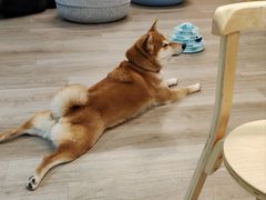 -柴迷FANS CLUB·柴犬狗咖·猫咖