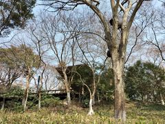 -红梅公园