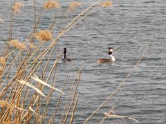 -丁香湖公园