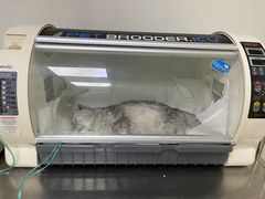 -喜多萌中农锦绣动物医院24H·猫科·牙科MRI·CT