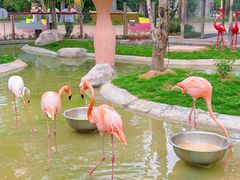 -灵玲国际马戏城