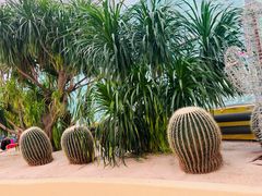 -南宫五洲植物乐园