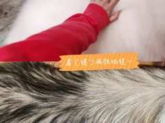 -more than meow吴止猫主题餐厅(承德 中船汇店)