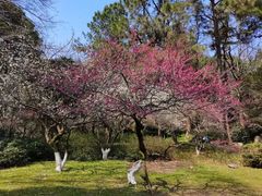 -杭州植物园