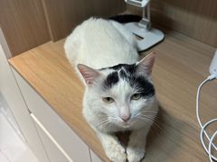 -天宠宠物医院24小时·急重症诊疗中心·全科·腔镜特色(和平分院)