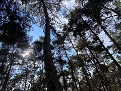 -长白岛森林公园