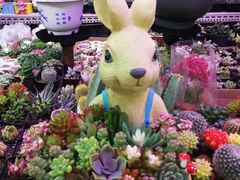-花鸟鱼虫鲜花绿植市场(玉泉路店)