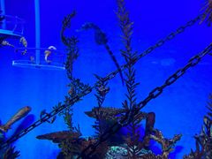 -上海海洋水族馆