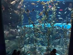 -瑞普利水族馆