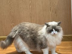-MOCHA明星猫咖(田子坊店)