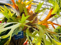 -国家植物园南园