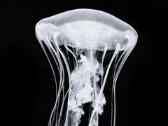 -上海海洋水族馆