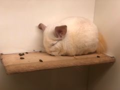 -龙猫仔乐园(惠福东路店)