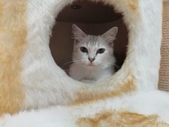 -藏猫猫咖啡主题馆(中央大道店)