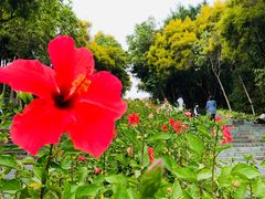 -深圳国际园林花卉博览园