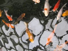 -广州白天鹅宾馆
