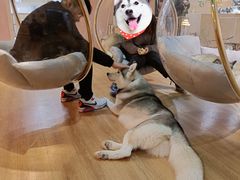 -Husky Go! 哈士奇体验馆·宠物咖啡厅狗咖