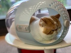 -御宝贝·A梦猫科宠物医院(国际猫友好医院)