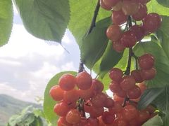 -樱桃山旅游景区