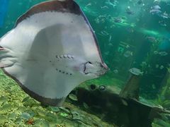 -顺德南宏海立方海洋公园