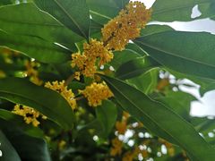 -阿莉餐厅(枣阳路店)