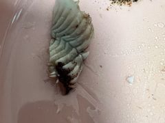 -洪记白水羊头(天坛店)