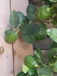 点击看大图 -爱贝乐妈咪月子中心