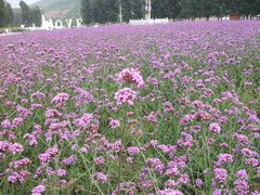 -紫海香堤香草艺术庄园