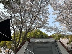 -贡湖湾湿地公园