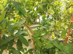 -陆地游轮吉林神农温泉