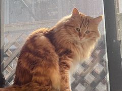 -MOCHA明星猫咖(田子坊店)