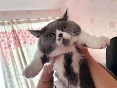 -艾吉宠物医院·疑难杂症转诊中心·猫友好(碧江路院)
