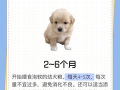 -翊宠yipet猫狗购宠庄园