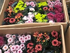 -龙大花卉苗木市场