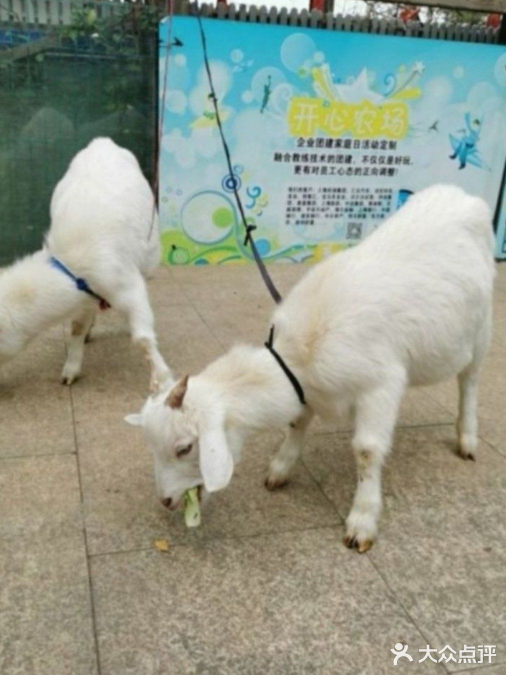 各种各样的户外游乐~圣诞遛娃宝藏地！