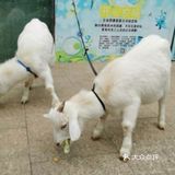 各种各样的户外游乐~圣诞遛娃宝藏地！