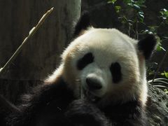 -都江堰中华大熊猫苑