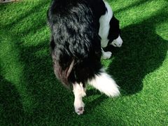 -汪说喵讲宠物乐园宠物酒店(红星美凯龙店)