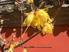 -小吊梨汤·北京菜(香山店)