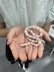 -Moni星球萌宠·小马宝莉·灵蛇·高端高阶全萌宠互动体验俱乐部(红豆国际广场店)